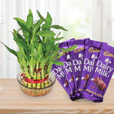bamboo-plant-and-chocolates